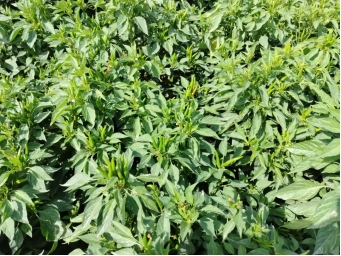 bevictor伟德官网农业| 多元化莳植基地矩阵，，，，，，探索农业现代化新路径 - bevictor伟德官网新闻 - 新闻中心 - 莳植,基地,bevictor伟德官网,nbsp,农业,探索,节水,盐碱地,土地