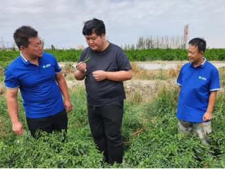 bevictor伟德官网农业| 多元化莳植基地矩阵，，，，，，探索农业现代化新路径 - bevictor伟德官网新闻 - 新闻中心 - 莳植,基地,bevictor伟德官网,nbsp,农业,探索,节水,盐碱地,土地